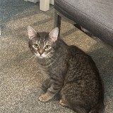 Hector