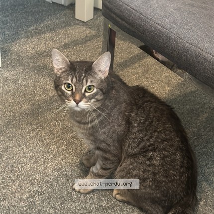 Photo 1/1 Hector Cat lost in Laval