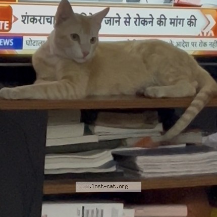 Photo 1/1 gud Cat lost in Secunderabad