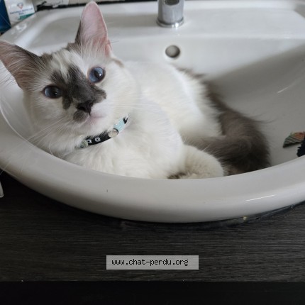 Photo of a cat found in Bruay Sur L Escaut