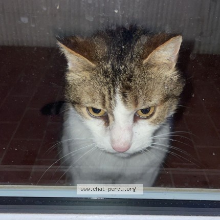 Photo 1/1 Found cat Found in Marly Le Roi