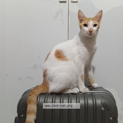 Picture of cat lost at Mandaluyong City