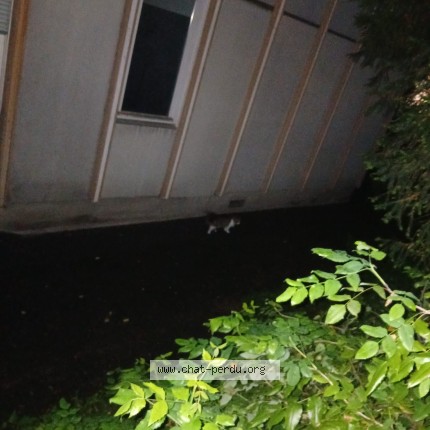 Foto di gatto trovato a Geneve