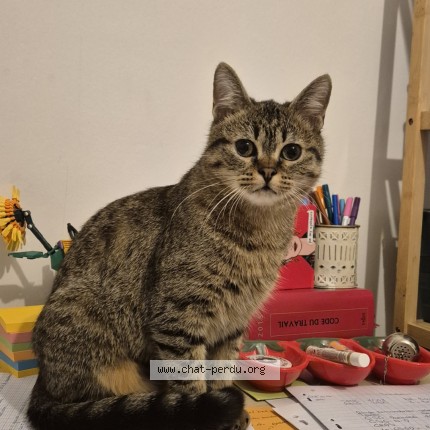 Photo 1/1 boo Cat lost in Clermont Ferrand