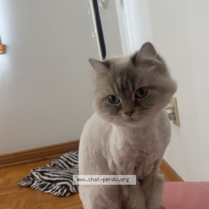 Photo 1/1 minou Cat lost in Montreal