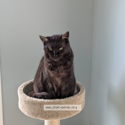 Photo of a cat found in La Vaupaliere