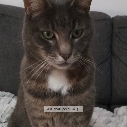 Photo of a cat found in Longueville Sur Scie
