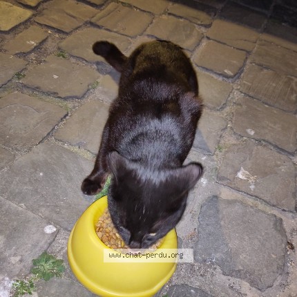 Foto van gevonden kat in Bruxelles Ville