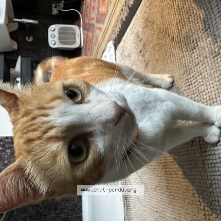 Foto van gevonden kat in Schaerbeek