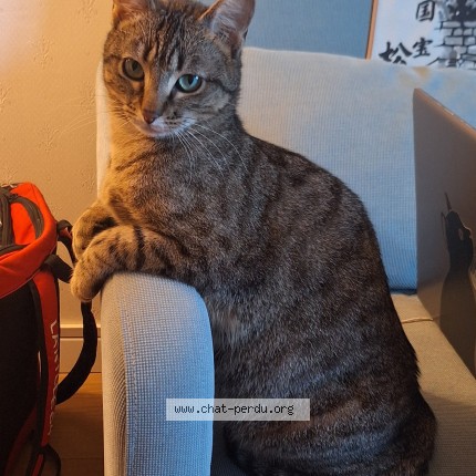 Photo of a cat found in Toulouse