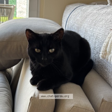 Photo of a cat found in Fitz James