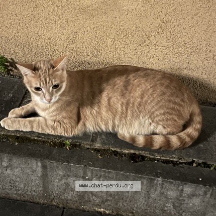 Picture of cat found at Lyon