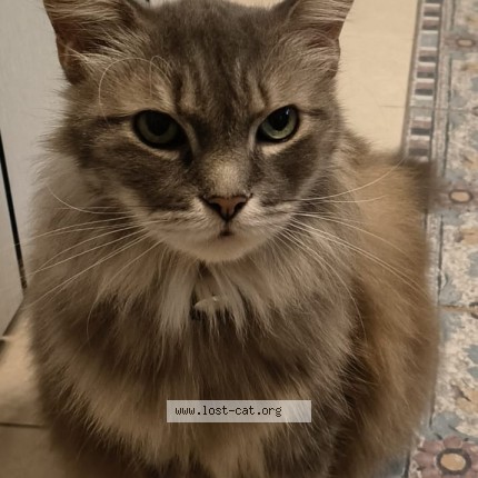 Photo 1/1 Nicky Cat lost in Singapore