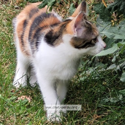 Photo of a cat found in Le Puy En Velay