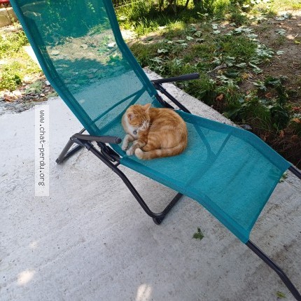 Photo of a cat found in Saint Amand Sur Sevre