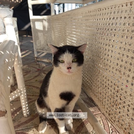 Photo 1/1 Teddy Cat lost in Sandton