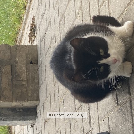 Foto 1/1 Kat gevonden Gevonden in Froidchapelle