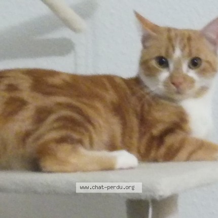 Photo of a cat found in Daux