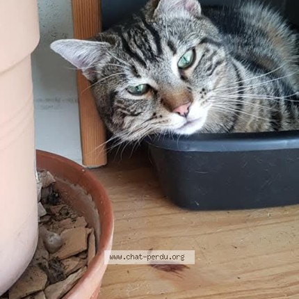 Photo of a cat found in Fillieres