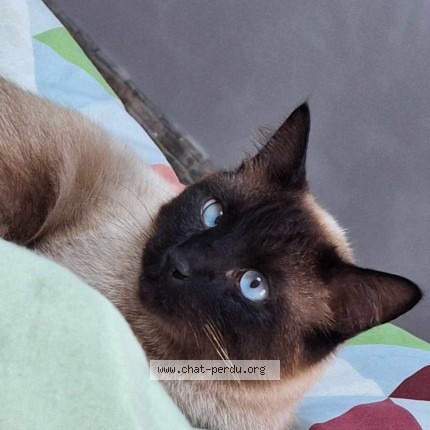 Photo of a cat found in Volvent