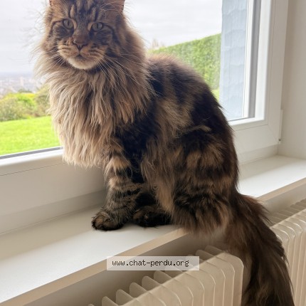 Photo of a cat found in Mont Saint Aignan