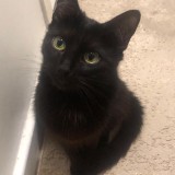 Mimi