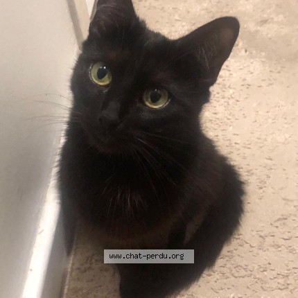 Foto 1/1 Mimi Kat vermist in Bruxelles