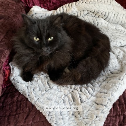Picture of cat lost at Saint Agnan