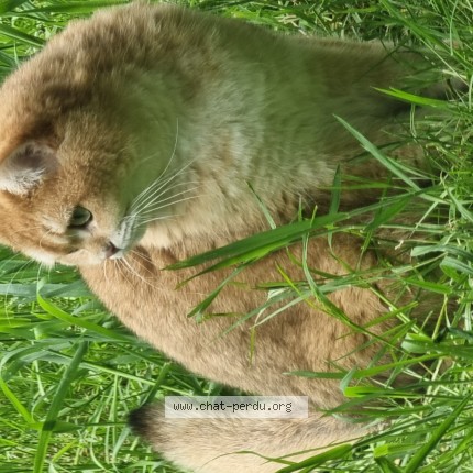 Photo of a cat found in Torcy