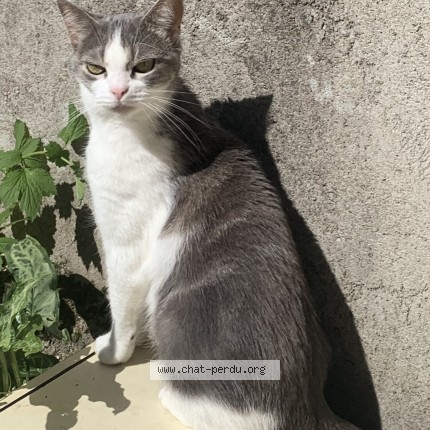 Photo of a cat found in Besancon
