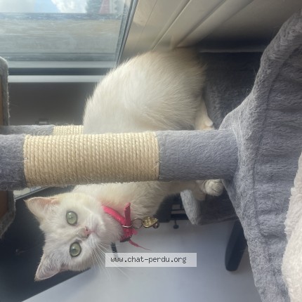 Photo of a cat found in Le Lamentin