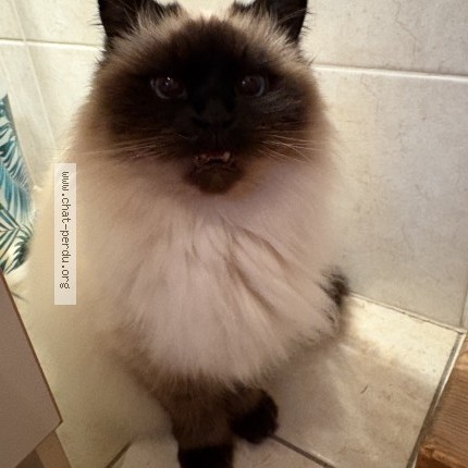 Photo of a cat found in Saint Germain Laprade