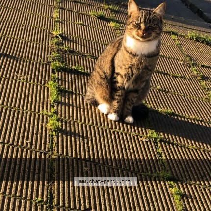 Foto 1/1 Caska Kat vermist in Flemalle