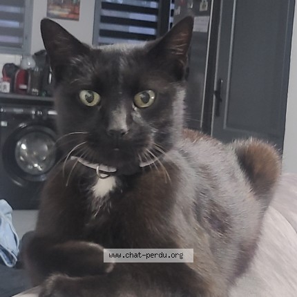 Photo of a cat found in Wattrelos