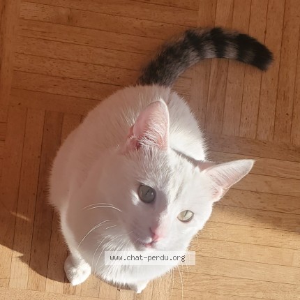 Photo 1/4 Found cat Found in Villeurbanne