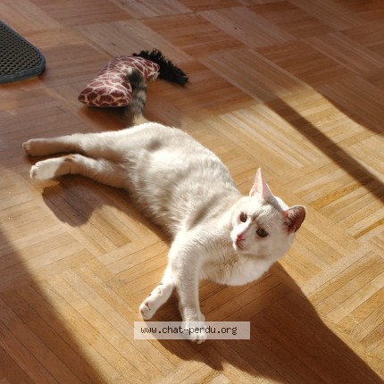 Photo 2/4 Found cat Found in Villeurbanne
