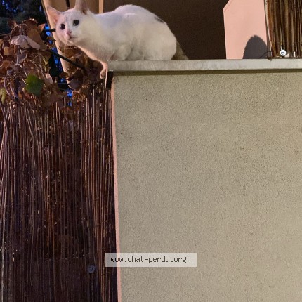 Photo 3/4 Found cat Found in Villeurbanne
