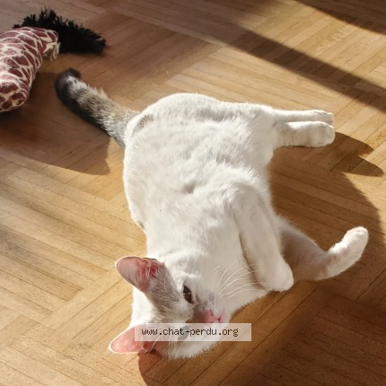 Photo 4/4 Found cat Found in Villeurbanne
