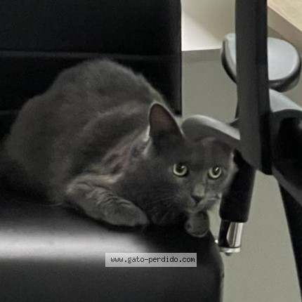 Photo of a cat found in Mvd
