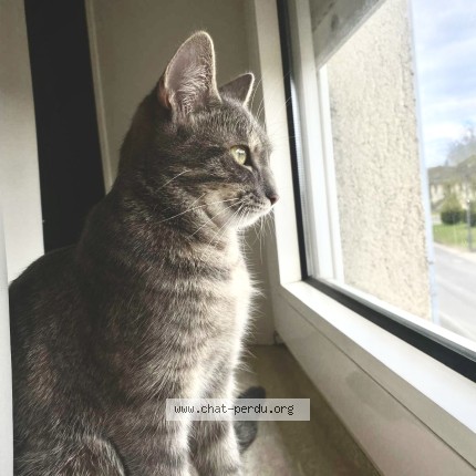 Foto einer verlorenen Katze in Meispelt