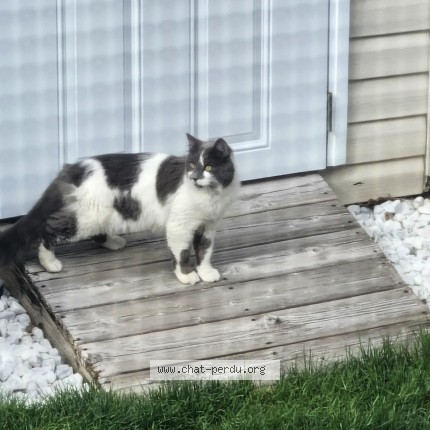 Photo 1/2 Found cat Found in Delson
