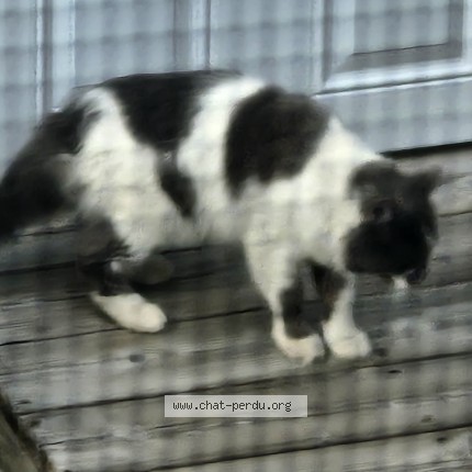 Photo 2/2 Found cat Found in Delson
