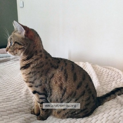 Photo of a cat found in Sauvigny Les Bois
