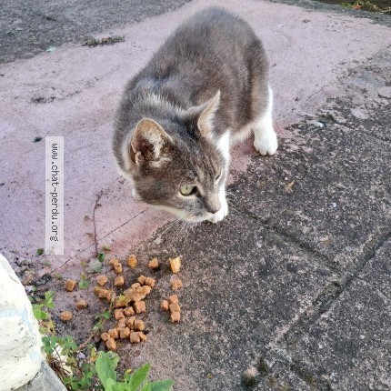 Picture of cat found at Rochefort
