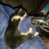 Tom