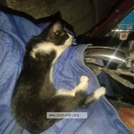 Photo 1/1 Reunited cat Lost in Bocaue