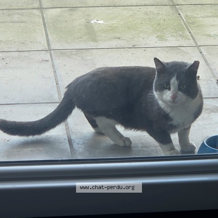 Foto 1/1 Kat gevonden Gevonden in Tournai