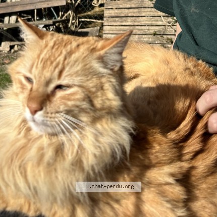 Photo of a cat found in Saint Germier