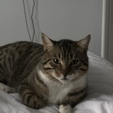tsuki