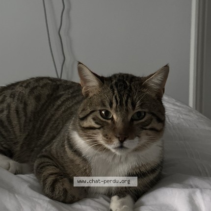 Photo 1/1 tsuki Cat lost in Montreal